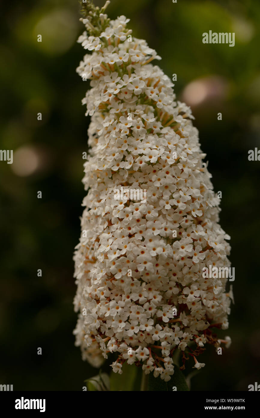 Butterfly Bush Varieties Types Of Butterfly Bushes To Grow