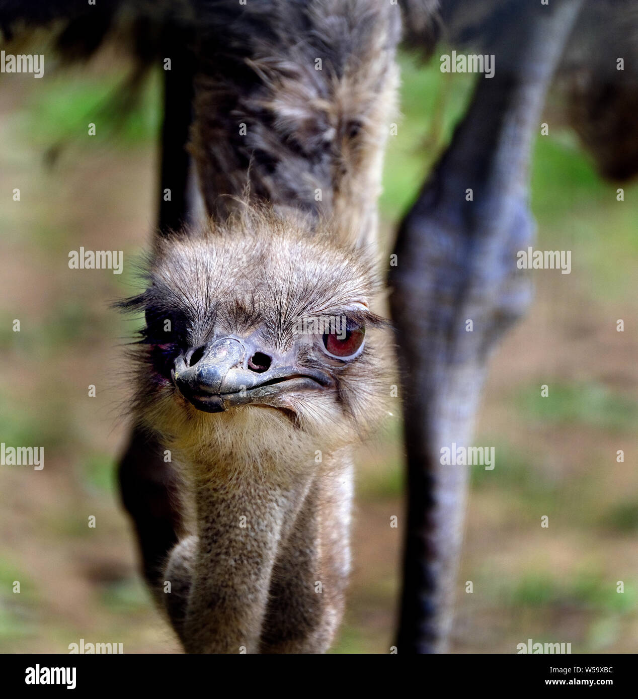 The ostriches are a family, Struthionidae, of flightless birds. Stock Photo