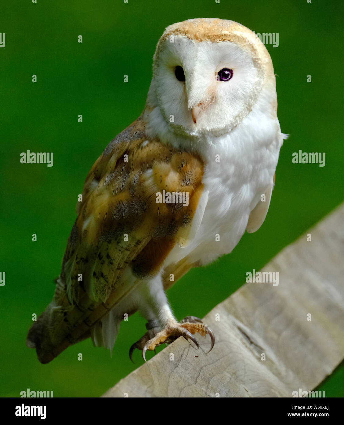 The Barn Owl Is The Most Widely Distributed Species Of Owl And One