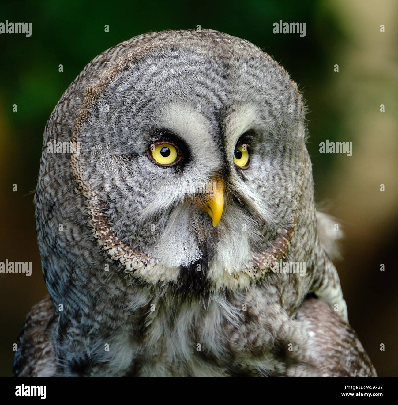 The great grey owl  is a very large owl, documented as the world's largest species of owl by length. Stock Photo