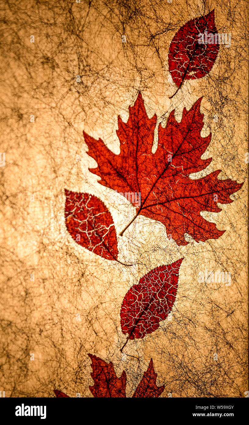 Close Up of Maple Leaves Pressed Lamp Shade Stock Photo - Alamy