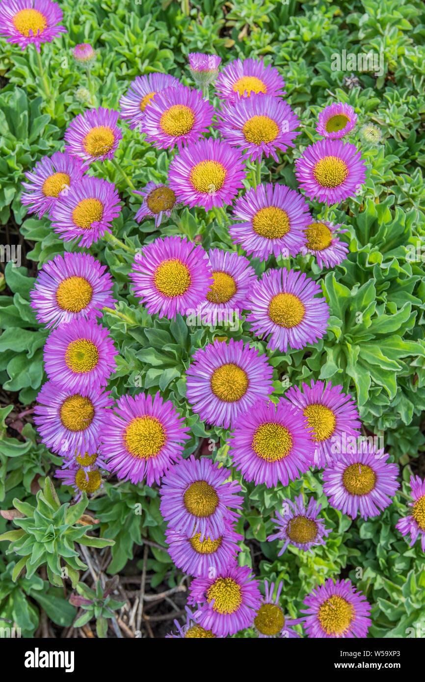 Pyrethum diasy hires stock photography and images Alamy