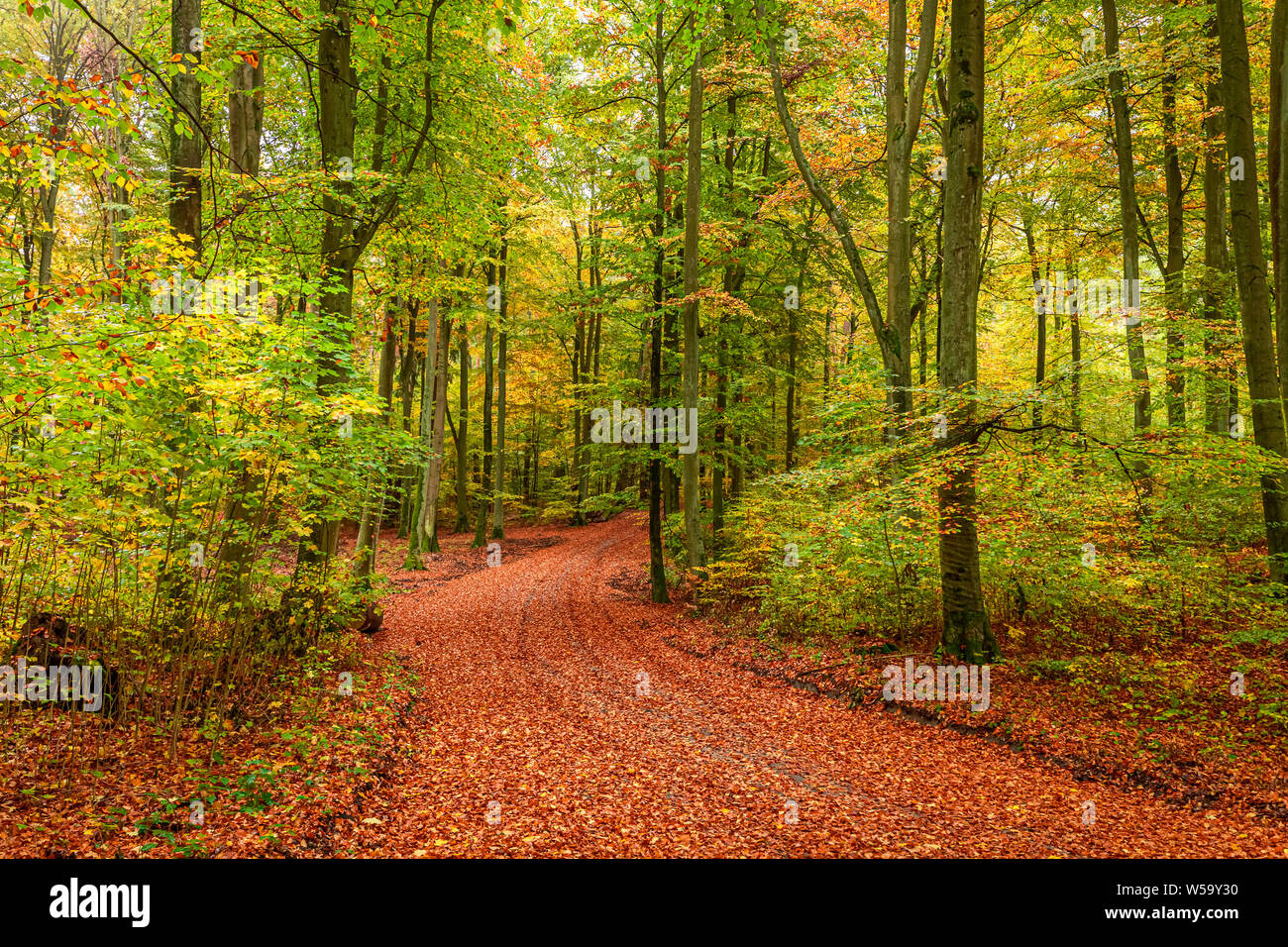 Amazing and sunny forest in the autumn in Poland Stock Photo - Alamy