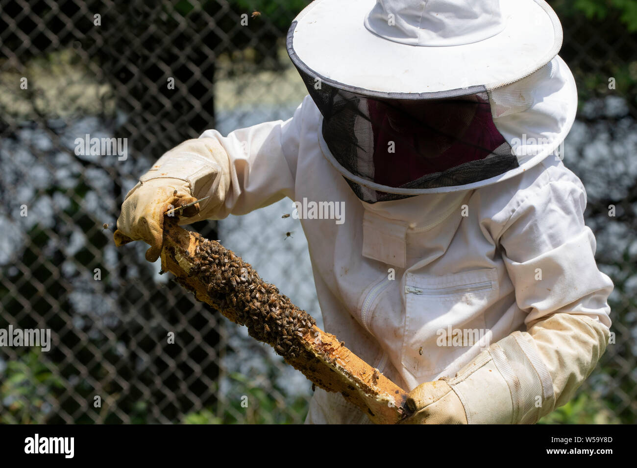 The beekeeper checks honeycomb , working with bees and collects honey ...