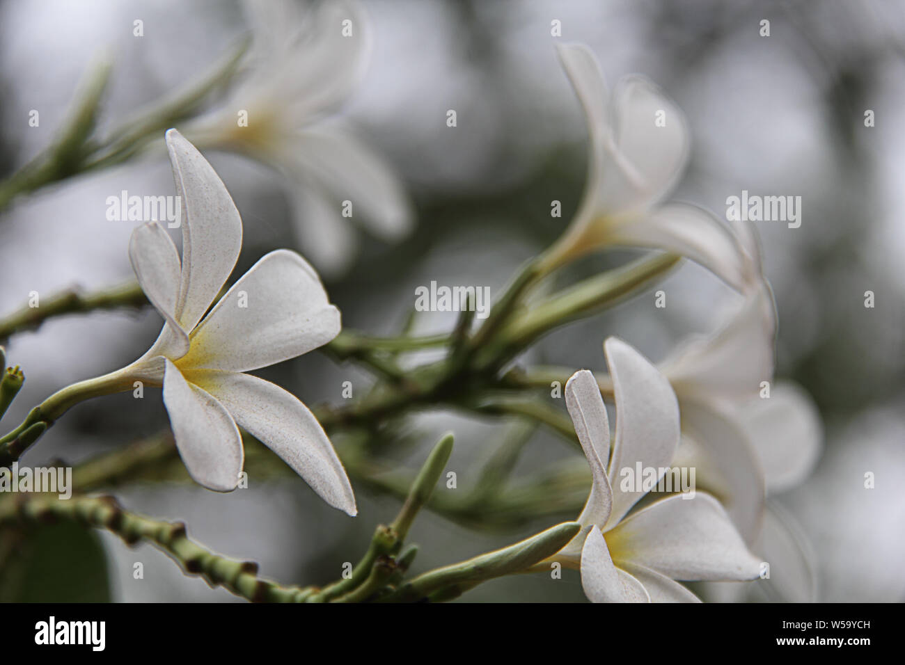 Close up of Jasmine flowers Stock Photo