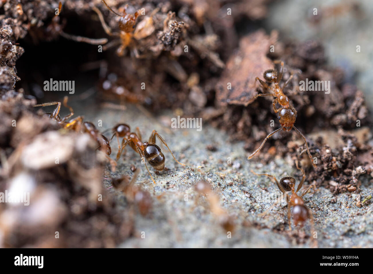 Coastal Brown Ants