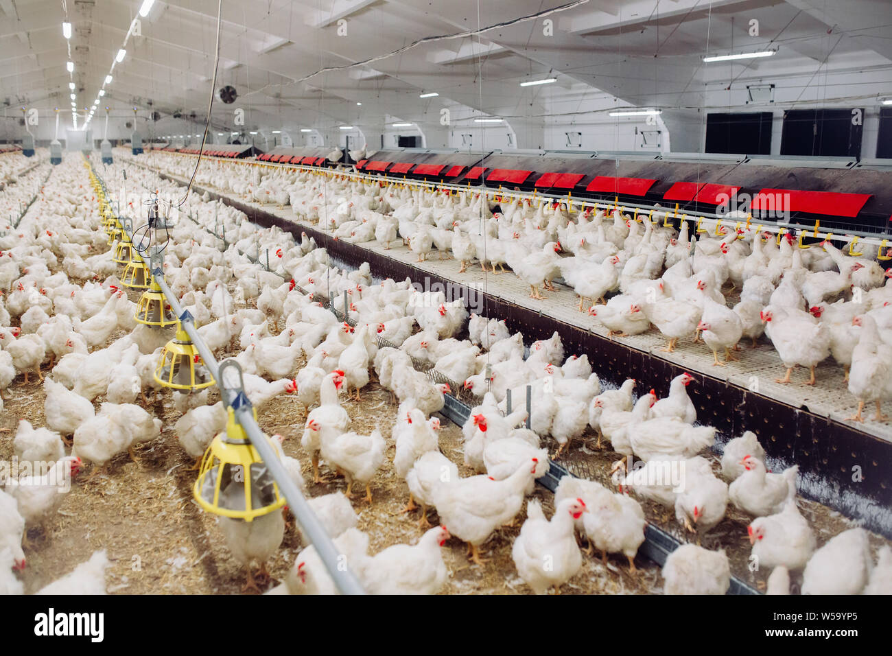 Big Chicken Farm Broiler Chickens