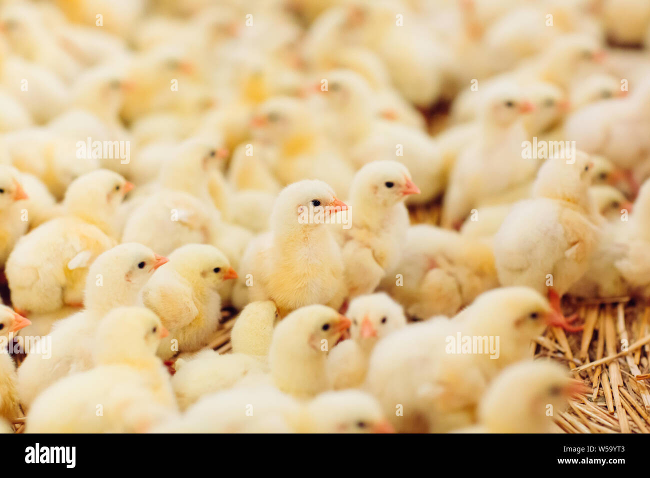 Indoors chicken farm, chicken feeding, farm for growing broiler