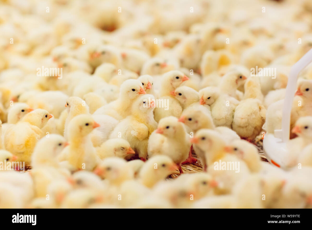 Indoors Chicken Farm Chicken Feeding Farm For Growing Broiler Chickens Stock Photo Alamy