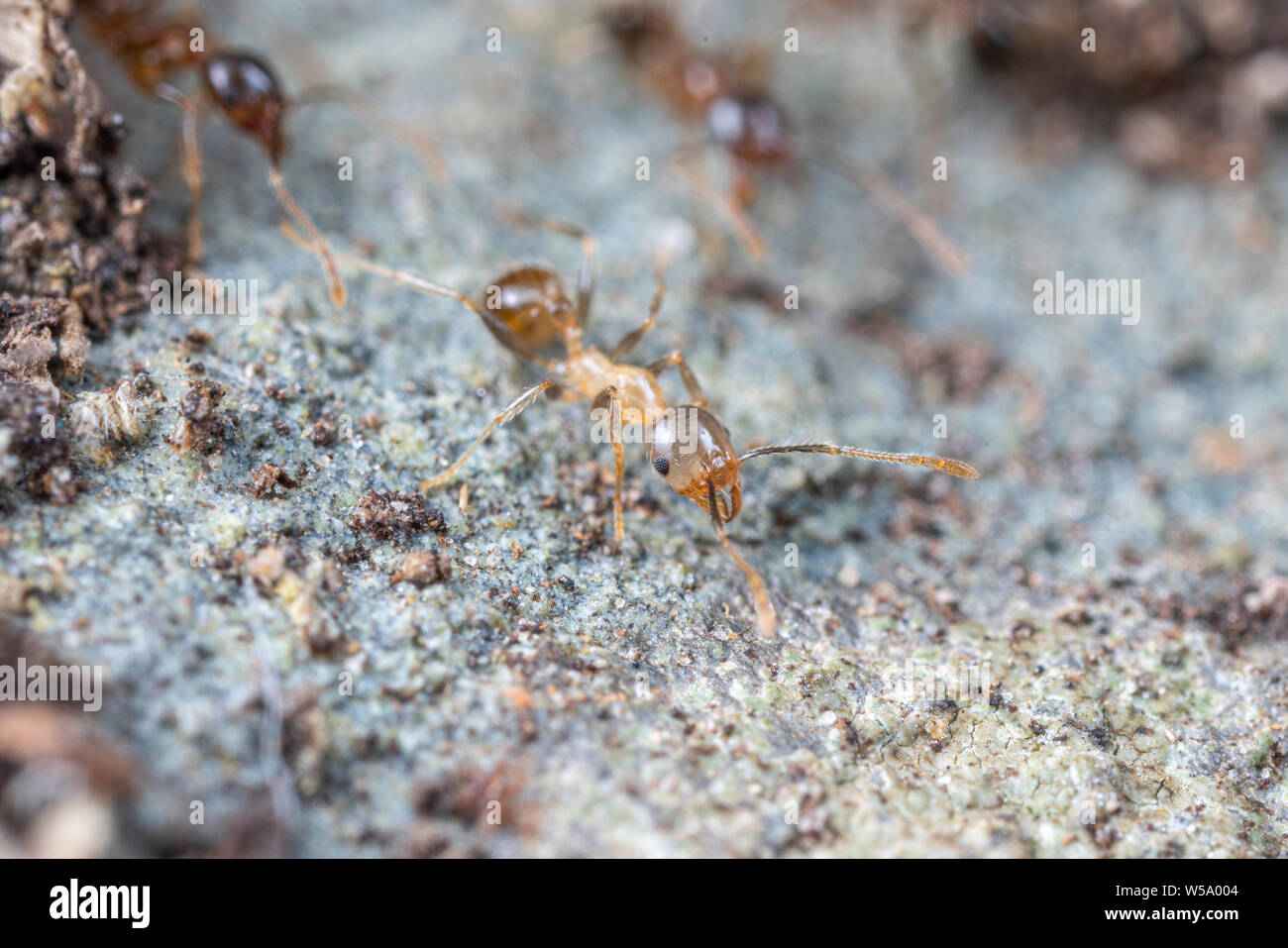 Callow hi-res stock photography and images - Alamy