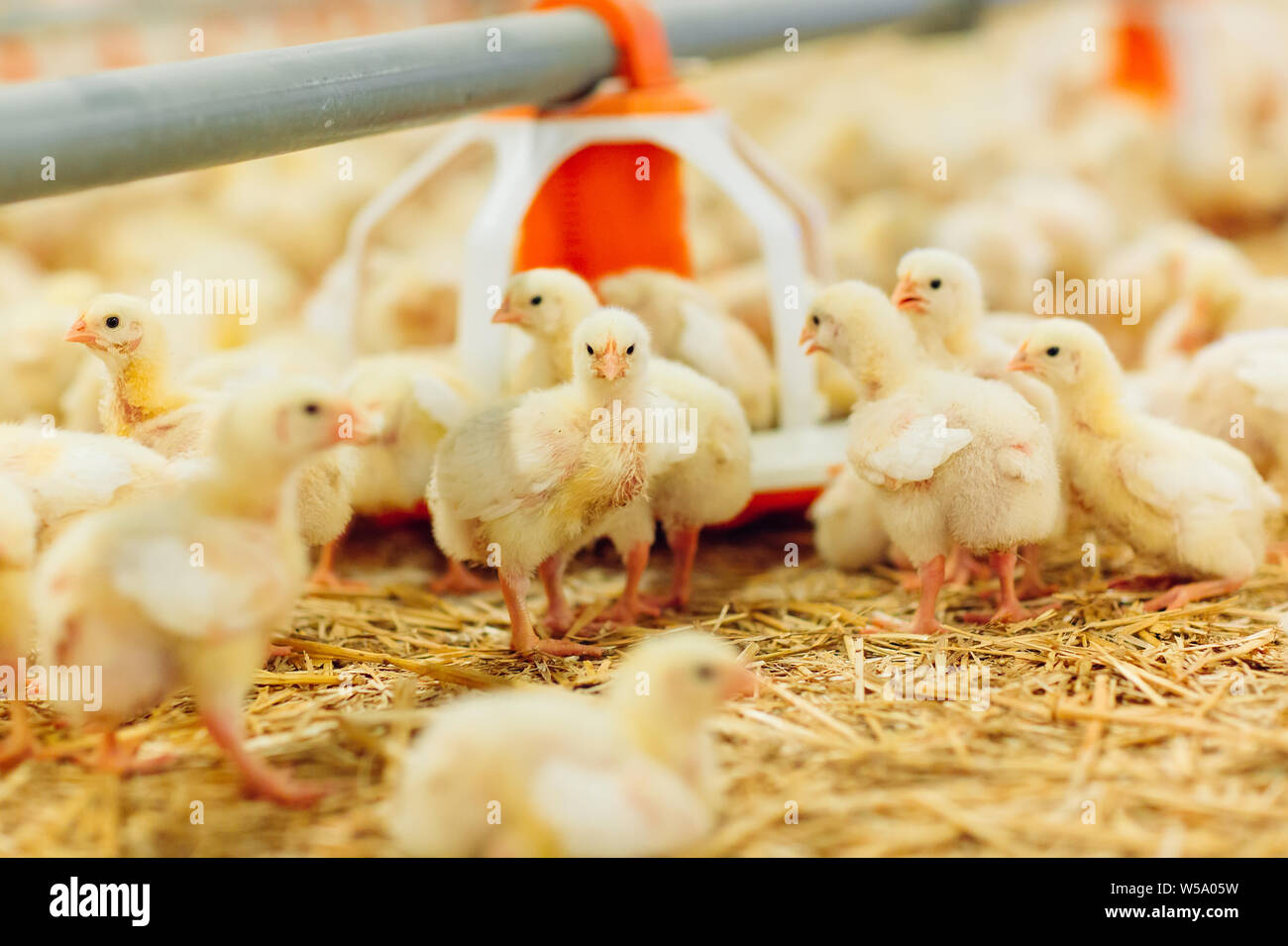 Broiler Chicken Houses