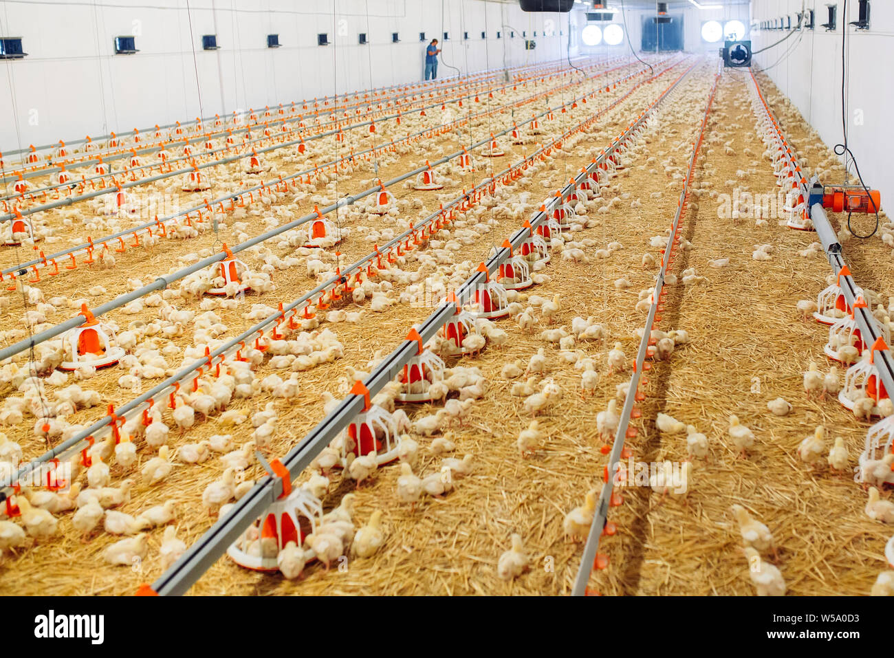 Indoors chicken farm, chicken feeding, farm for growing broiler