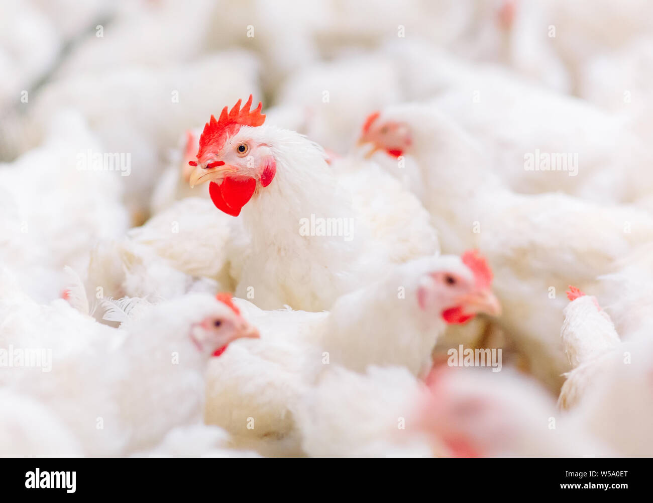 Indoors chicken farm, chicken feeding, farm for growing broiler