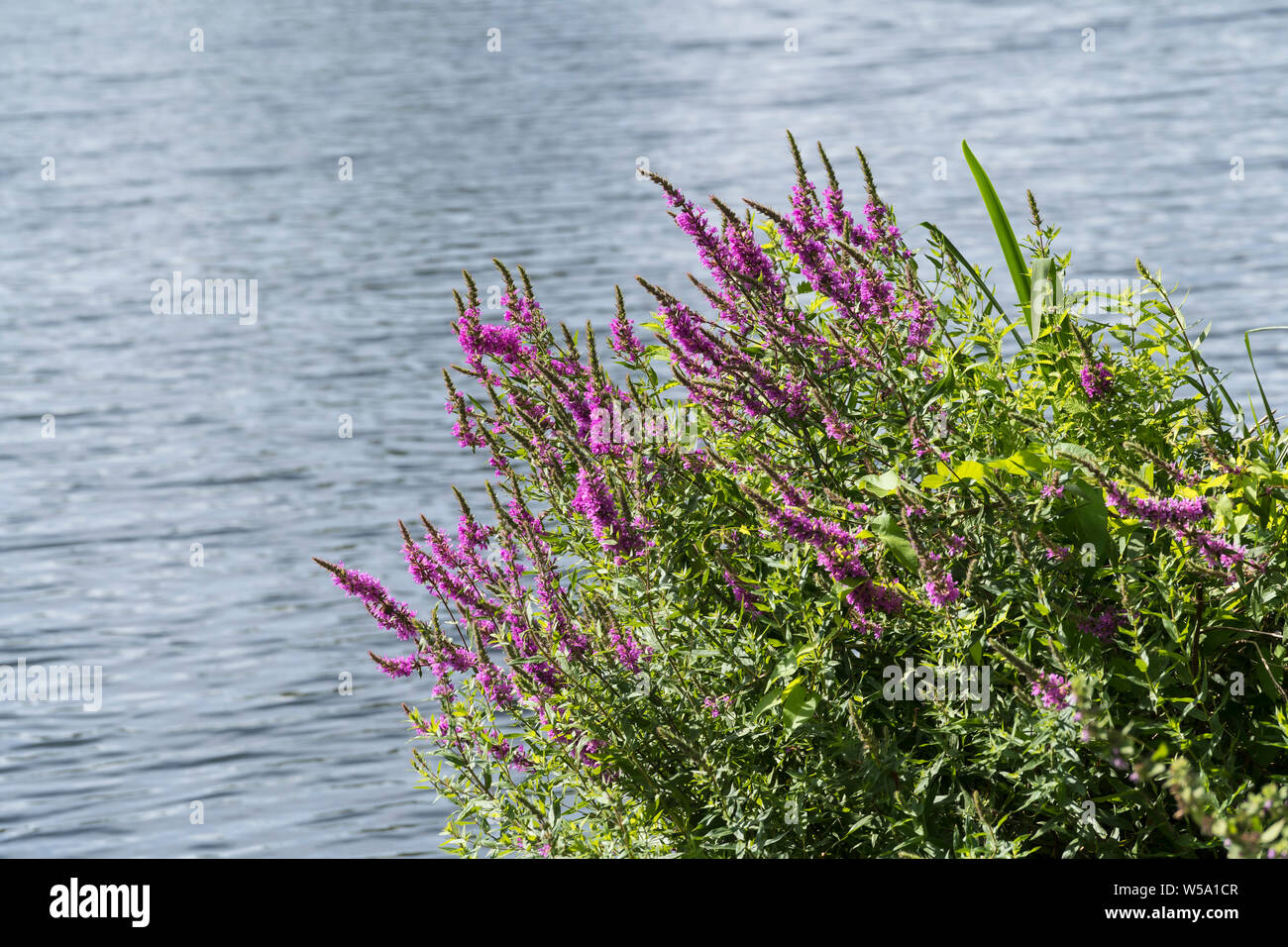 Purple Loosestrife by lake Stock Photo