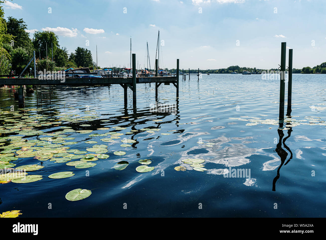 water lilies on Havel River near Heiligensee, Berlin, against blue summer sky Stock Photo