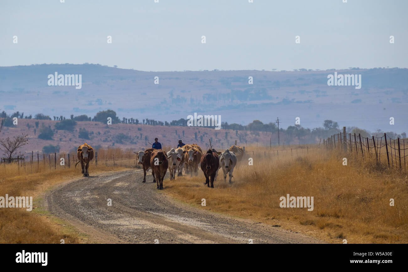 Bergville, South Africa - two unidentified Basotho herdsmen drive a small herd of cattle along a dusty farm road image in landscape format Stock Photo
