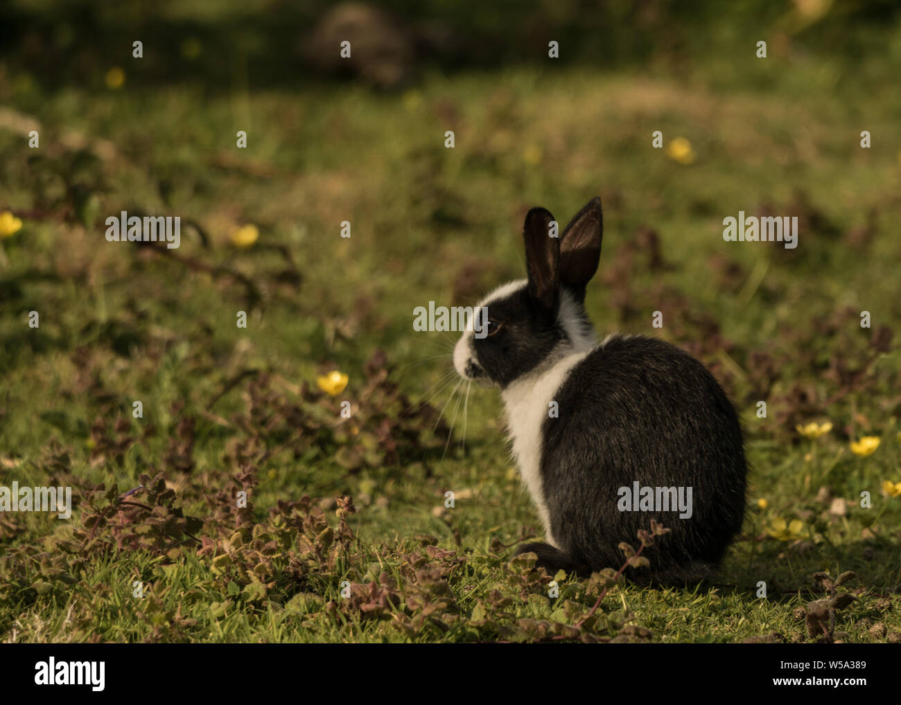 Wild rabbit on Skomer Island Stock Photo