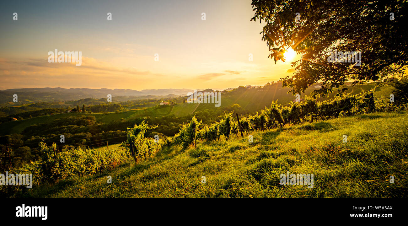South Styria Vineyards landscape in Sulz Austria. View at Vineyard fields in sunset sun in summer. Tourist destination. Stock Photo