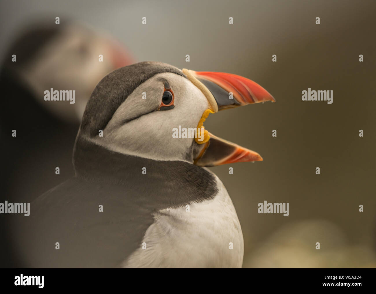 Puffins of Skomer Island Stock Photo