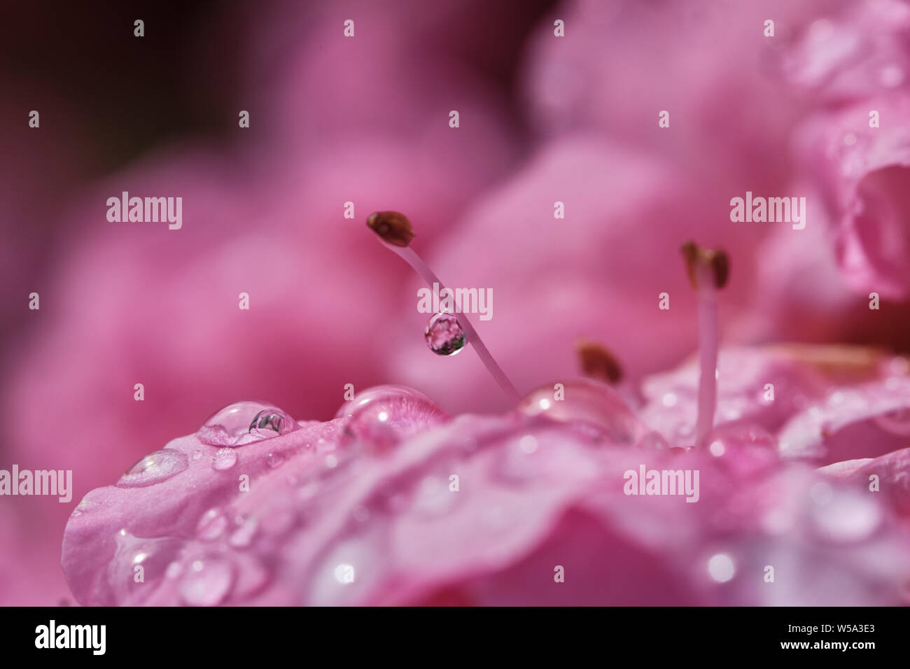 Pink flowers of Azalea, little bush with a spectacular blossoming Stock Photo