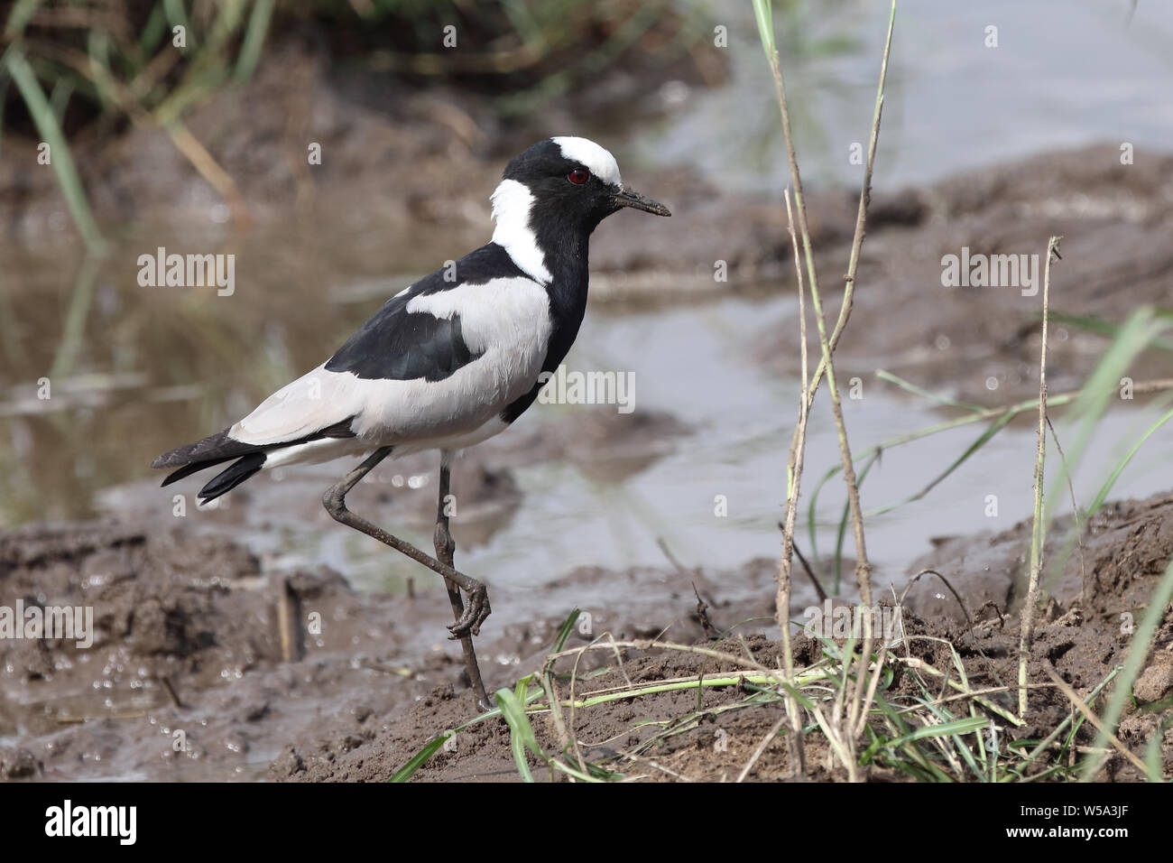 Waffenkiebitz / Blacksmith plover / Vanellus armatus Stock Photo