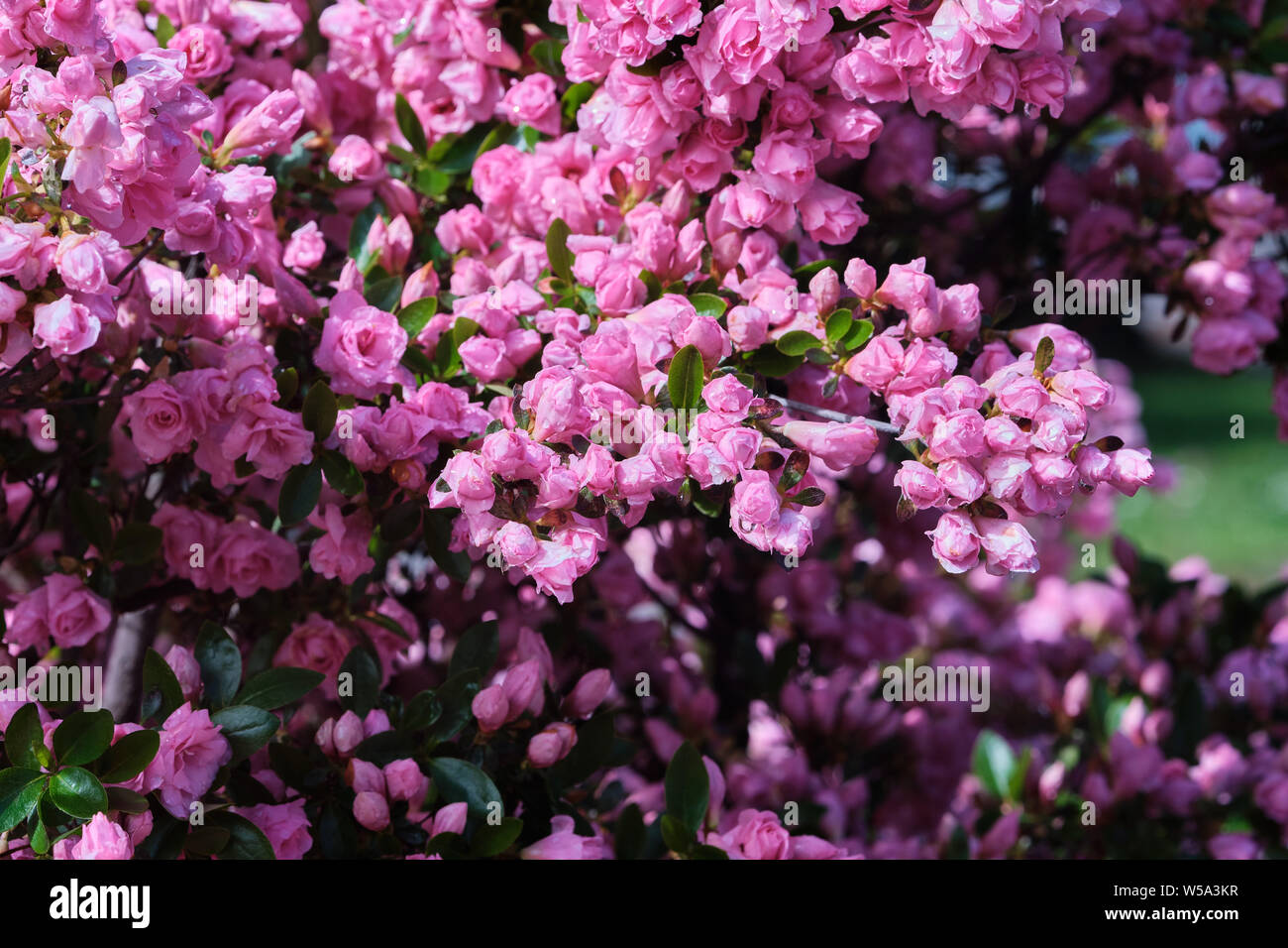 Pink flowers of Azalea, little bush with a spectacular blossoming Stock Photo