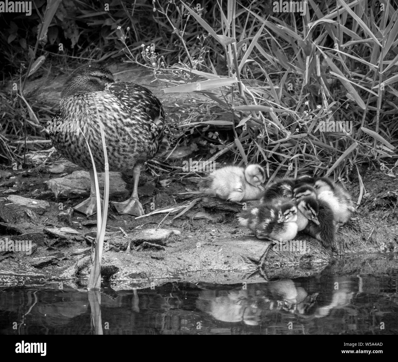 Mallard duck with young family of ducklings Stock Photo