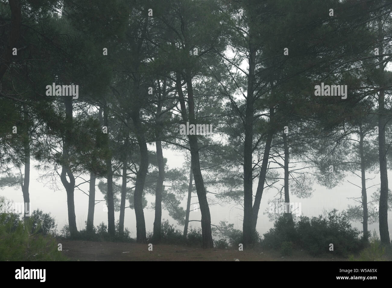 Foggy forest with pine trees in daylight Stock Photo - Alamy