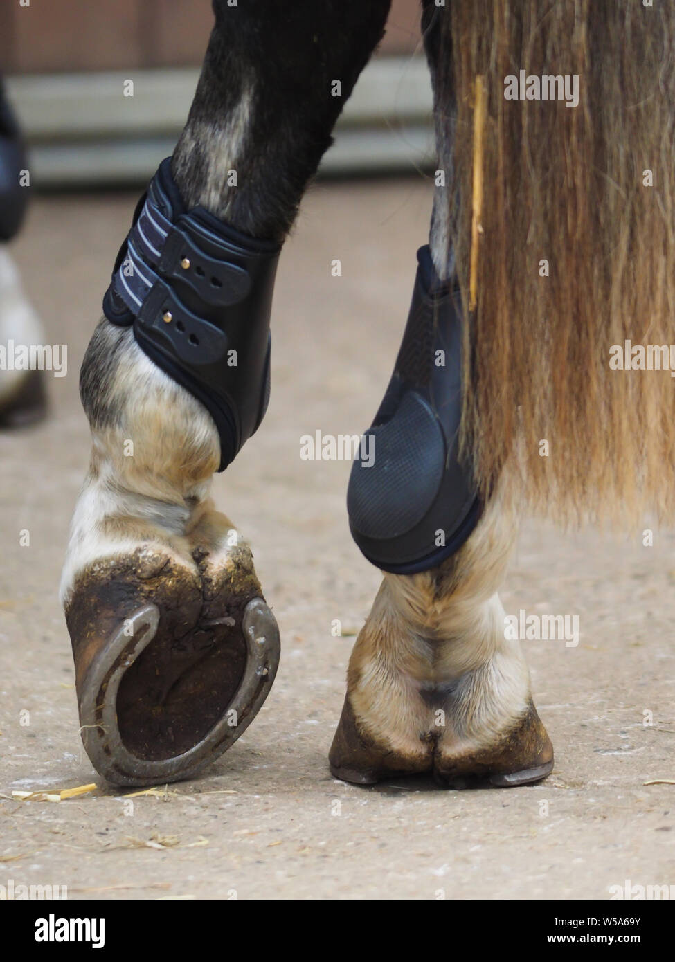 back horse boots