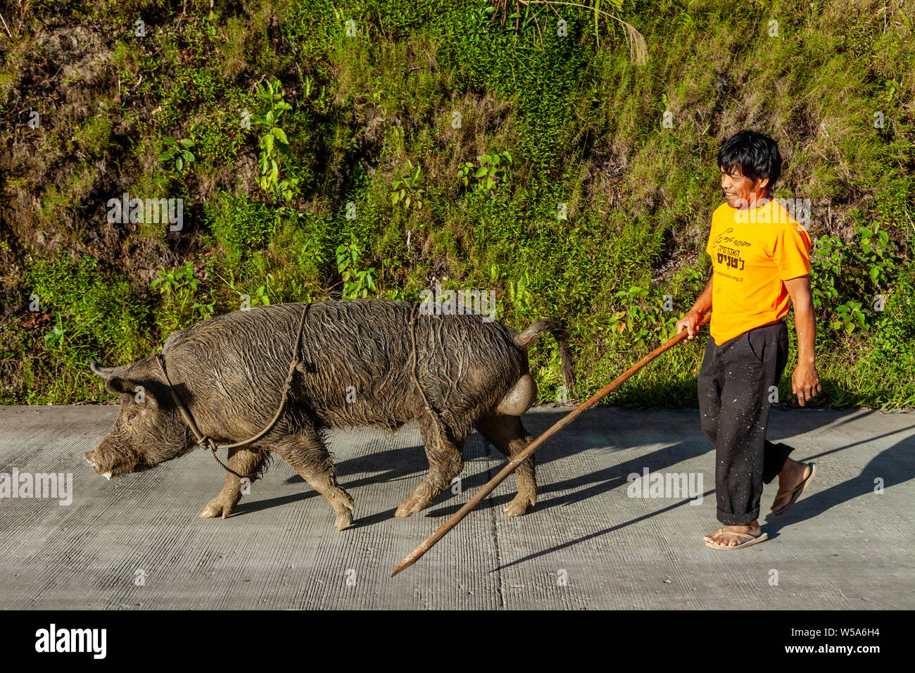 A Man With A Stick Walking With His Pig, Banaue, Luzon, The Philippines Stock Photo