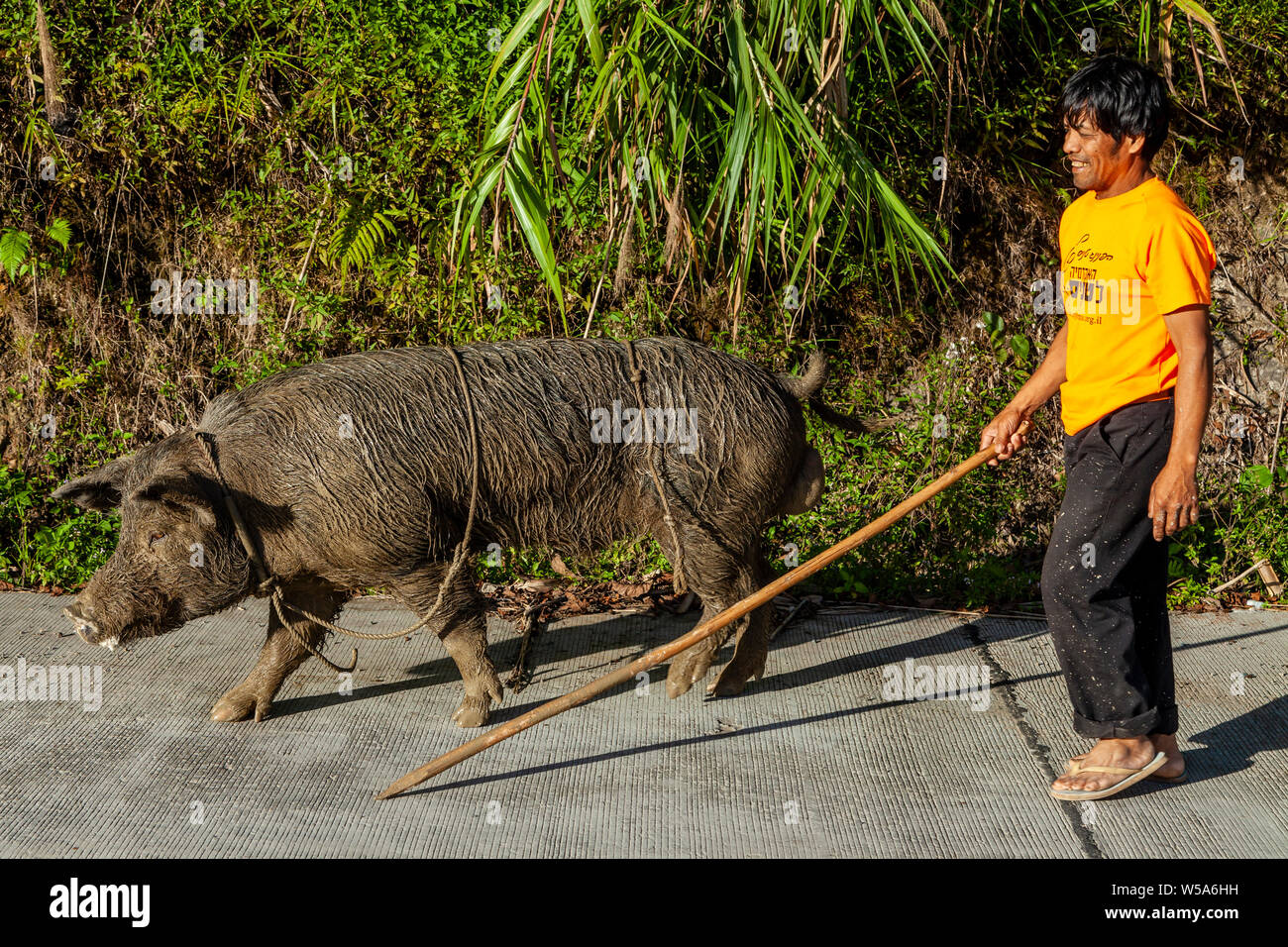A Man With A Stick Walking With His Pig, Banaue, Luzon, The Philippines Stock Photo