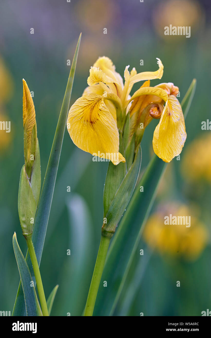 Yellow iris, Iris pseudacorus. Claggain Bay, Isle of Islay, Argyll, Scotland Stock Photo