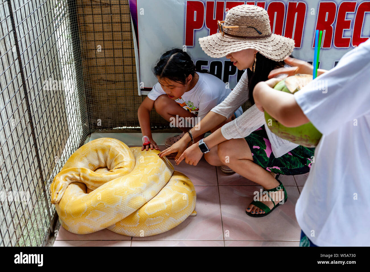 Visitors To A Mini Zoo Touch An Albino Burmese Python At A Conservation ...