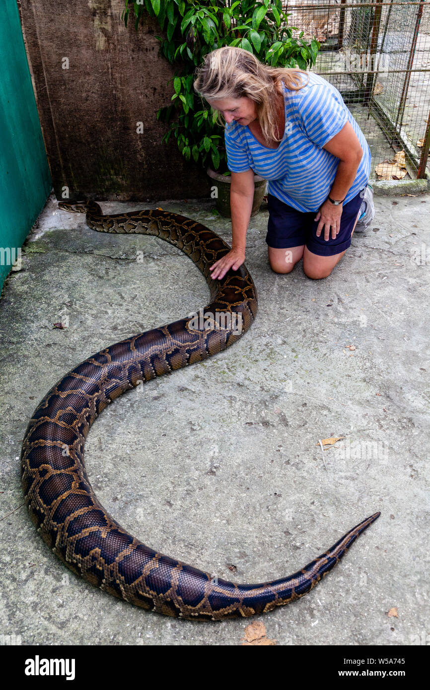 A Female Visitor Stroking A Large Snake, Conservation Zoo, Bohol, The ...