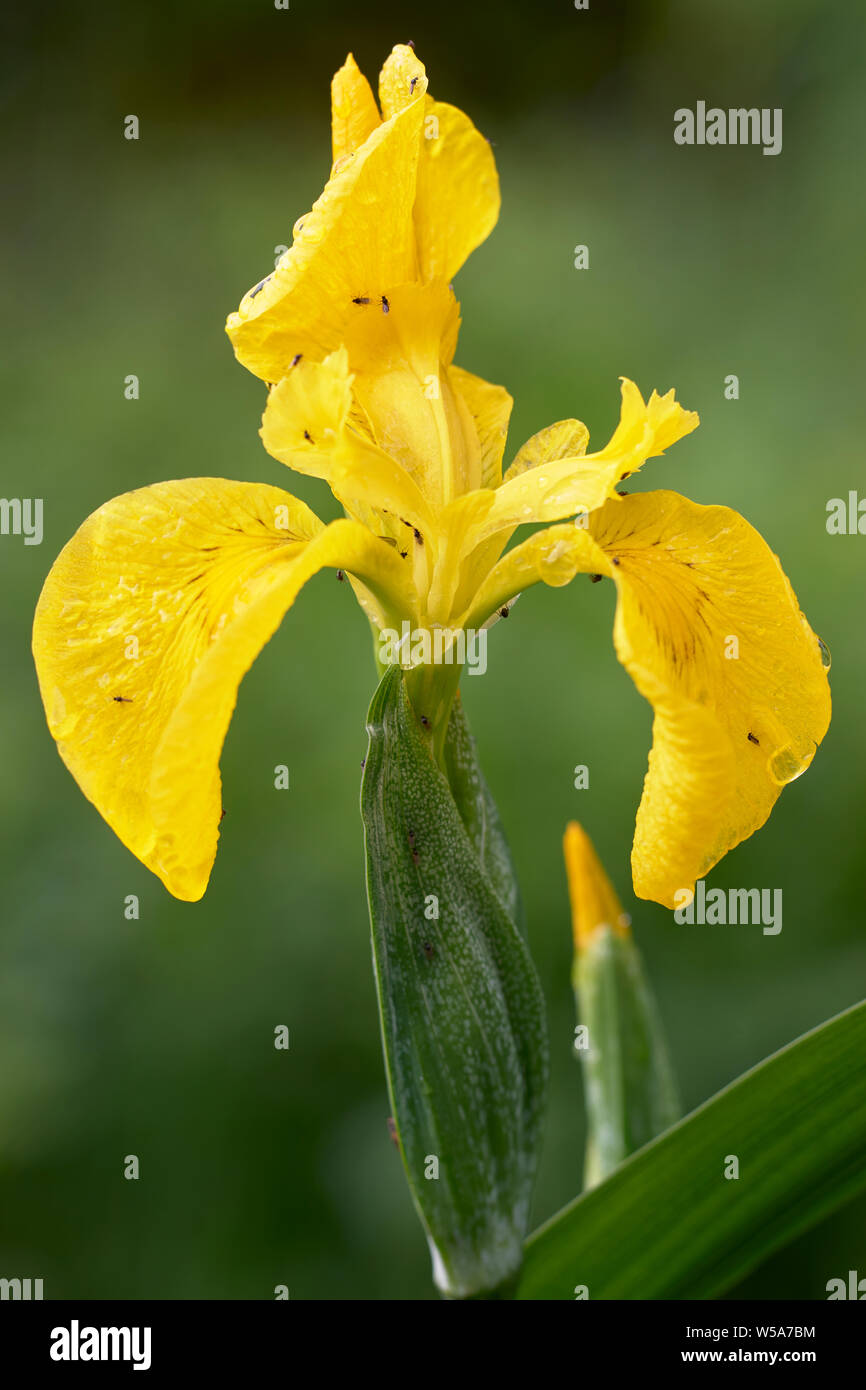 Yellow Iris flower, Iris pseudacorus, Isle of Islay, Argyll, Scotland Stock Photo