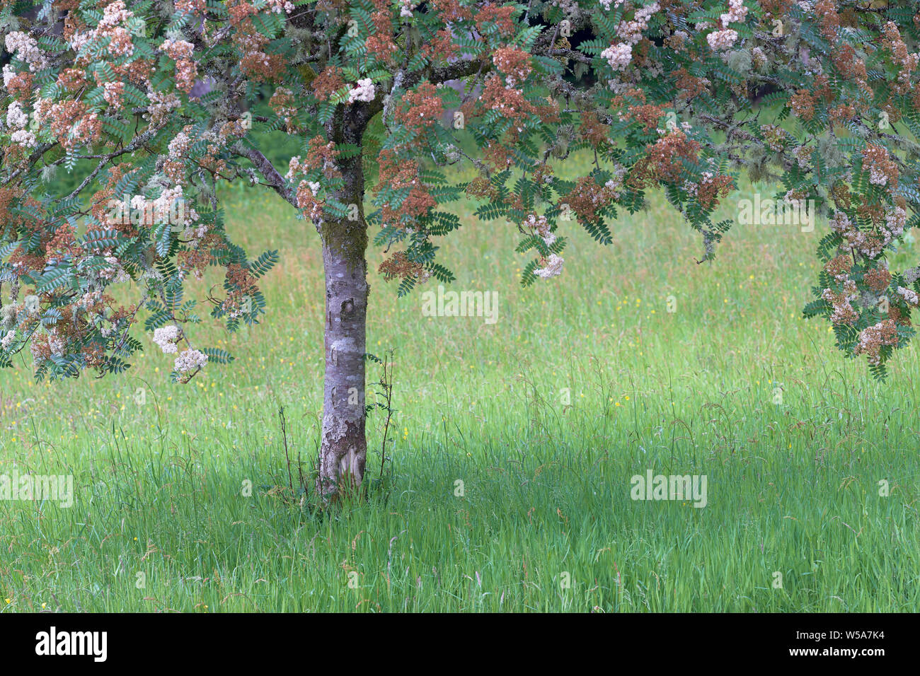 Rowan tree, Crarae Gardens, Argyll, Scotland Stock Photo