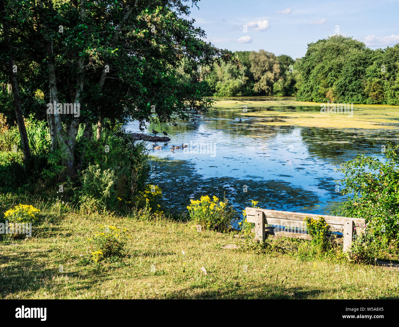 Evening sunlight across a small lake in Swindon, Wiltshire. Stock Photo