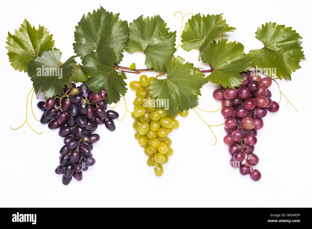 closeup of grapevine set with grapes of different types on the white