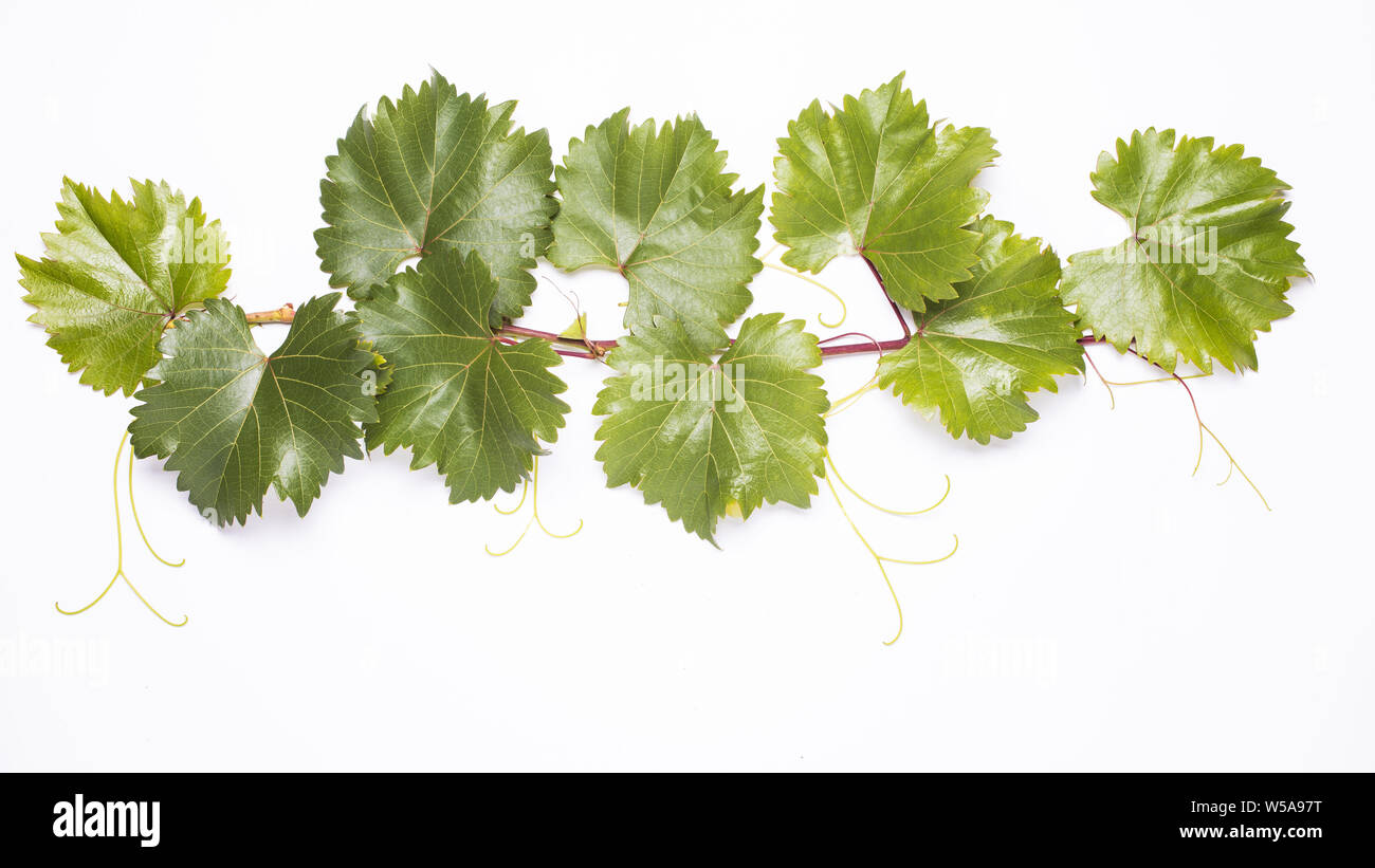 growing twig of vine with green and healthy leaves on the white background Stock Photo