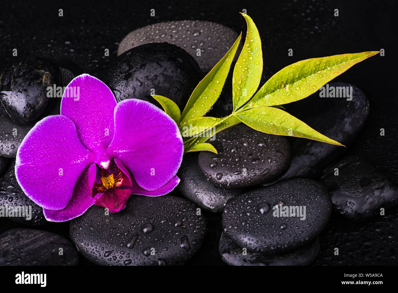 spa.Group of black stones with a purple orchid flower and foliage on a dark background Stock Photo