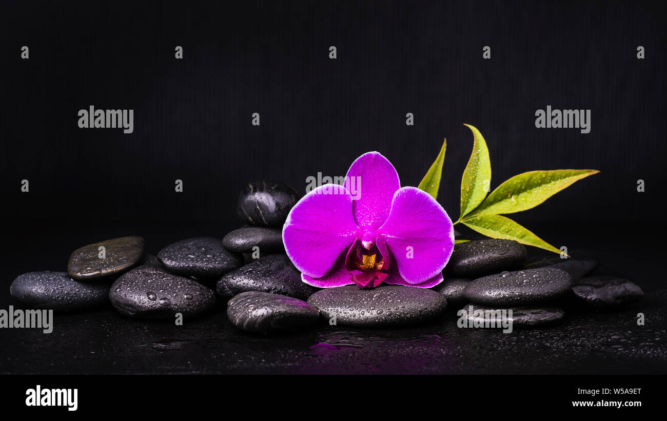 spa.Group of black stones with a purple orchid flower and foliage on a dark background Stock Photo