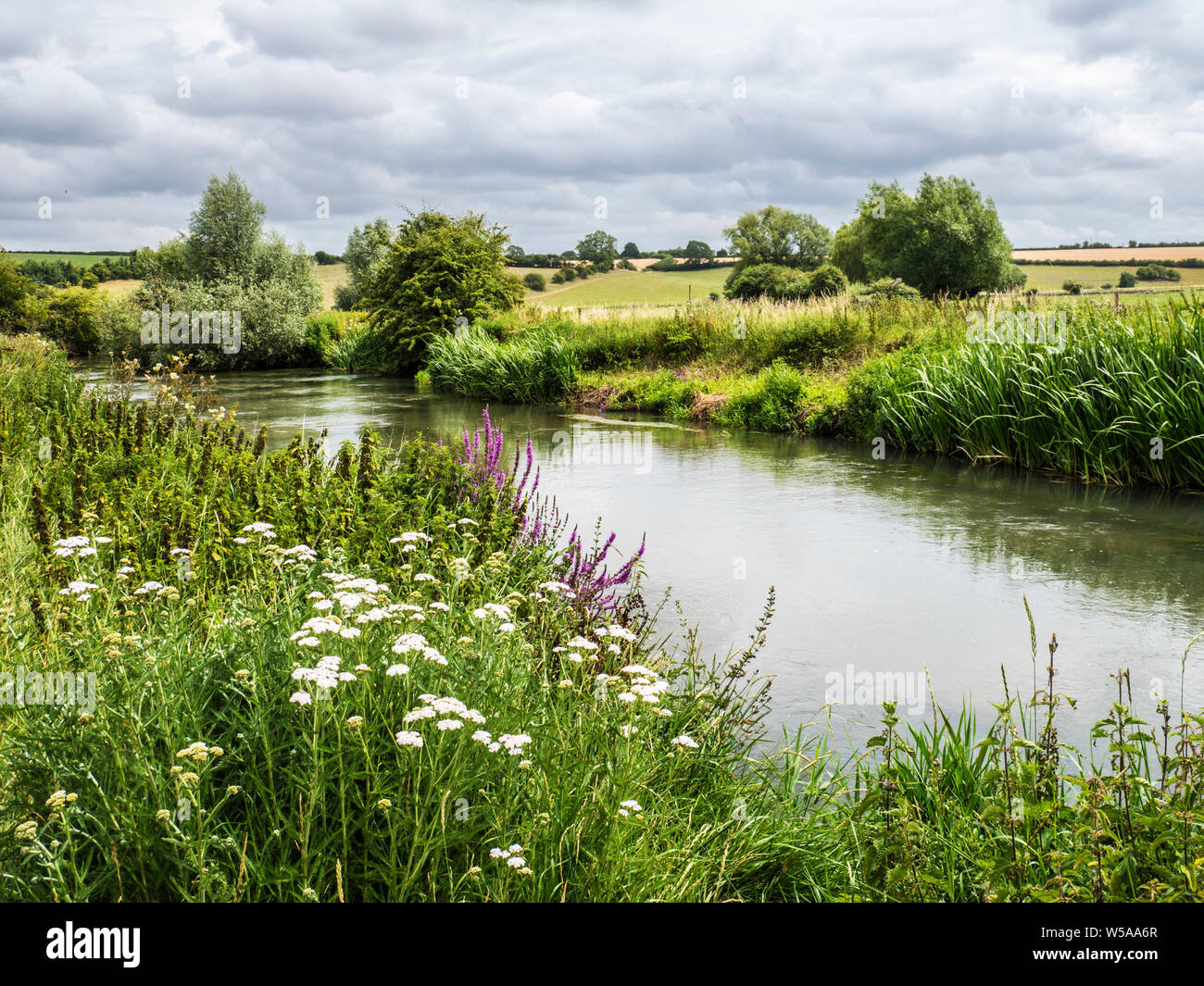 The River Windrush in summer in the Cotswolds. Stock Photo