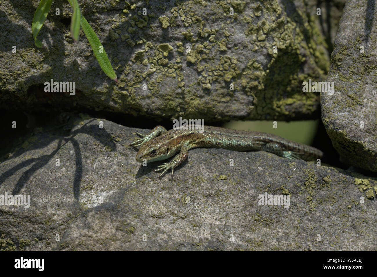 Native british lizard hi-res stock photography and images - Alamy