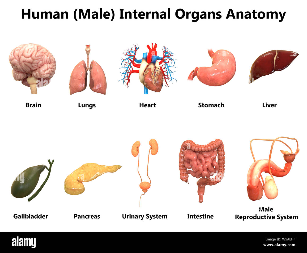 Male Internal Organs Anatomy W5AEHF 