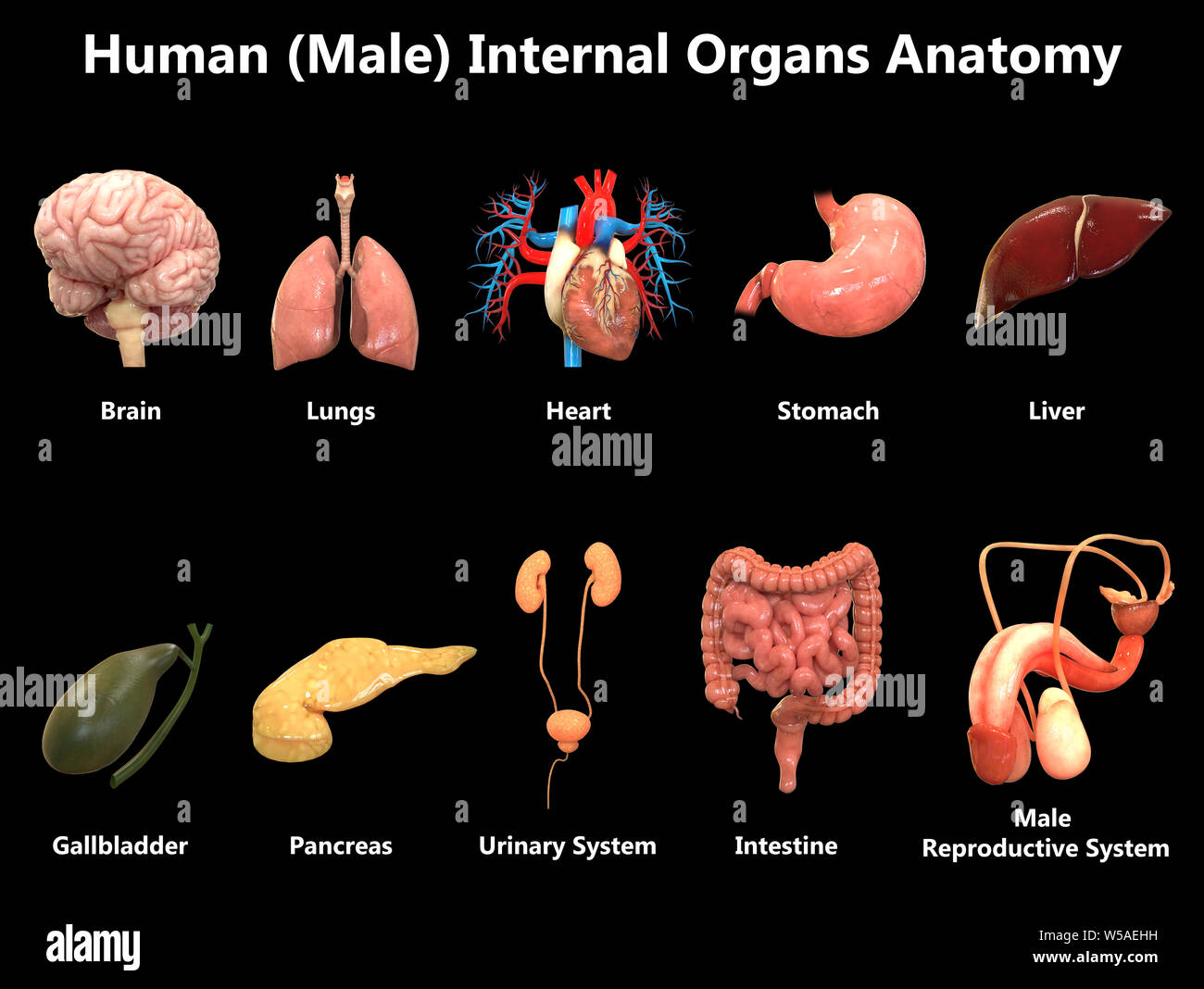Male Internal Organs Anatomy Stock Photo