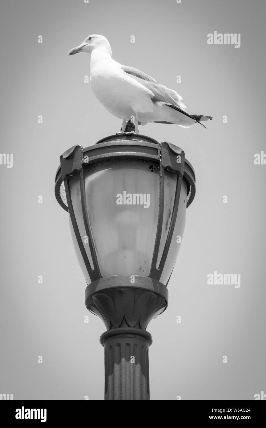 Seagull resting on a Lampost Stock Photo