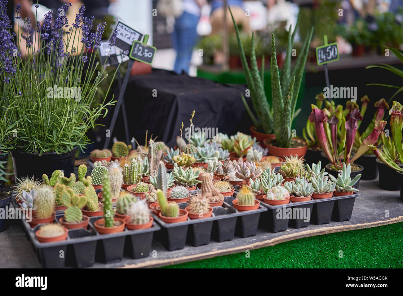 Small pots with succulent plants on sale in a local farmer's market stall. Landscape format. Stock Photo