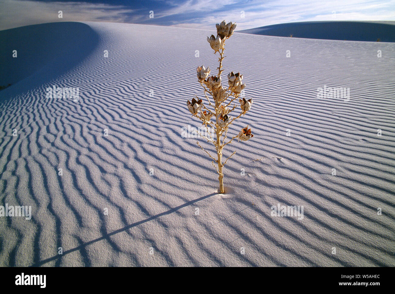 USA. New Mexico. White Sands National Monument. Dry Soaptree yucca plant in desert sand dune. Stock Photo