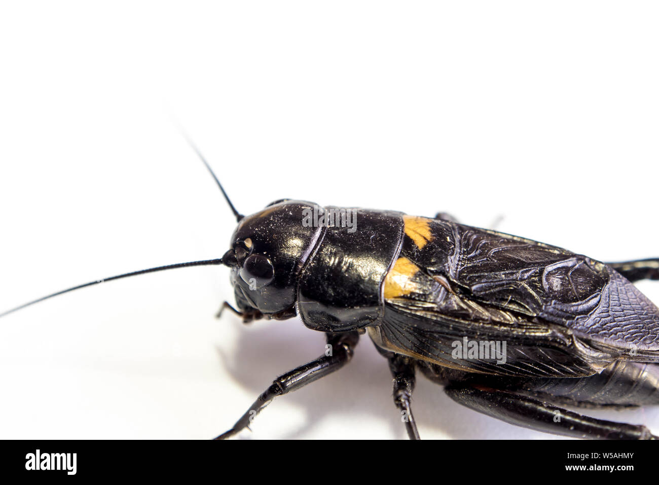 Common black cricket Gryllus bimaculatus degeer, isolated insect on white background Stock Photo