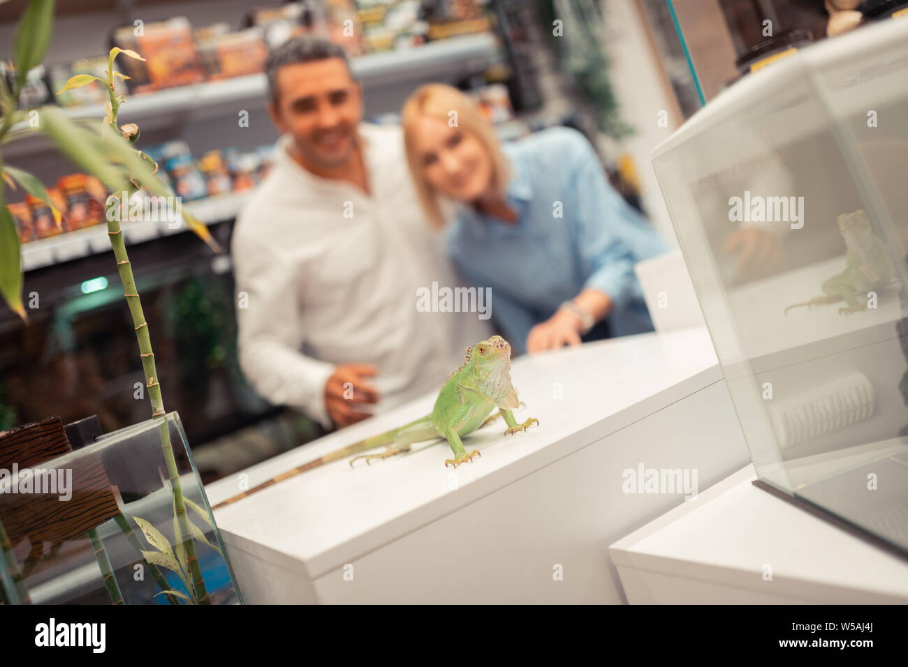 Close up of iguana sitting in the pet shop near adults looking at it Stock Photo